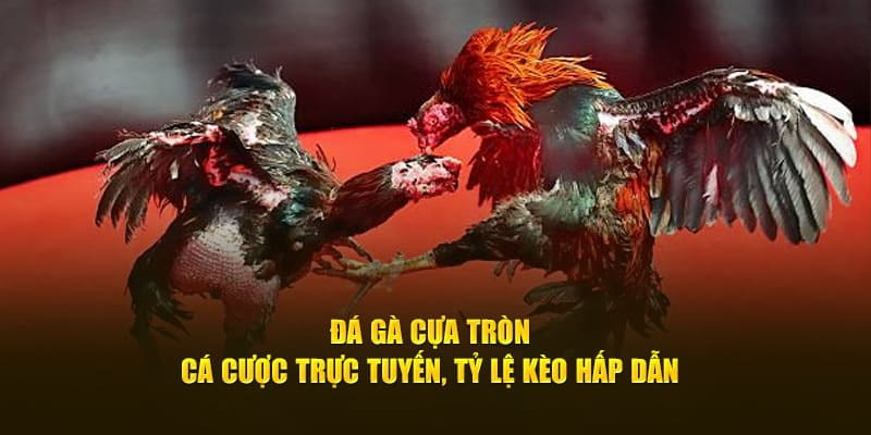 Chọi kê cựa tròn sở hữu tỷ lệ hấp dẫn